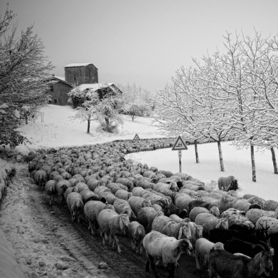 Transumanti 13 dicembre